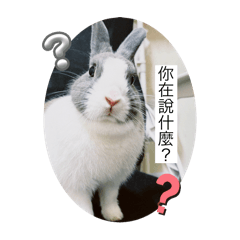 茶茶的一些小碎片