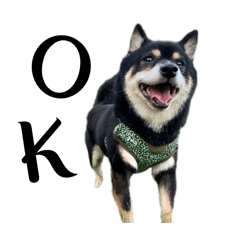 Yk_20250304230721