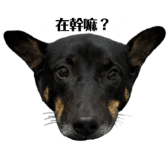 李阿賽的日常><