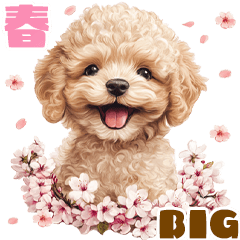 Spring Toy Poodle BIG Sticker