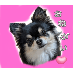 Lil Mochi Stickers - LINE スタンプ | LINE STORE