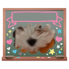 Lily_20250304191248