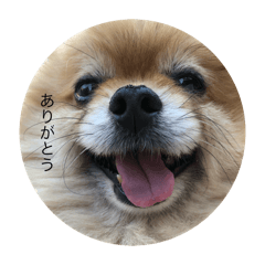pon_20250304190747