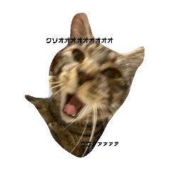nn_20250304154826
