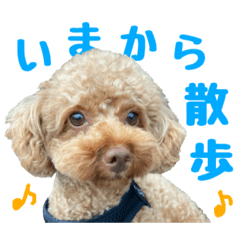 Toy poodle Kota's stamp