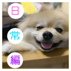 Kotapi Daily Life Edition