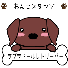 Labrador Retriever(chocolate)part1