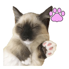 Cute munchkin cat, Hime's photo sticker