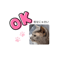 myao__tanutanu2
