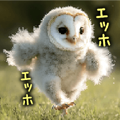 [Very useful] Owl in a hurry