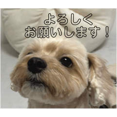 karutakeigo