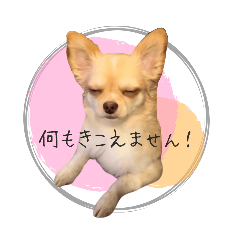 nikora_20250305125901