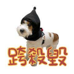巧達跟你說說話-傑克羅素