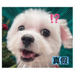 Q比（小Q）