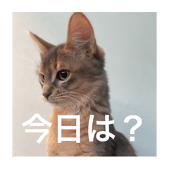 neko_20250305172019