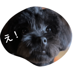 rinrin_20250305202337
