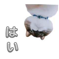 n_20250306063231