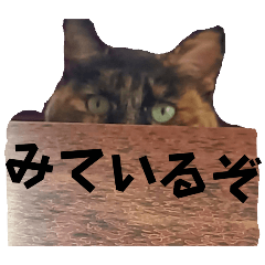 Shiho_20250306002239