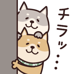 Shiba and Black Shiba: Spring Vibes