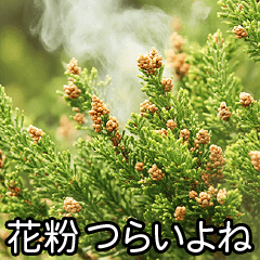 [Very useful] Cedar pollen