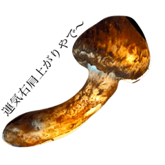 Matsutake Mushroom 1