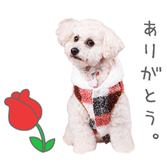 StampNo:4895