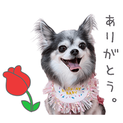 StampNo:4909