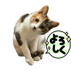 nikemaru_20250305192010