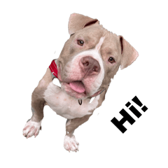 MyDogCookie
