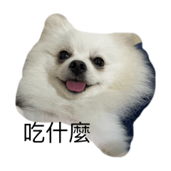 狗狗_日常