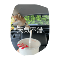 dog from earth