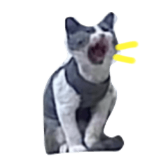 Pumbi