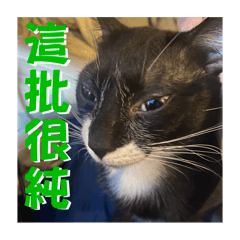 跩跩膽膽