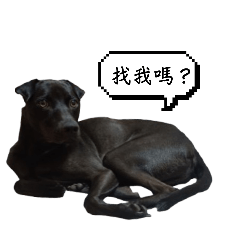 樂樂小狗