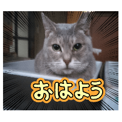 Neko_20250305203433