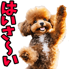 Okinawa dialect dog