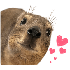 Cape hyrax Gohan 2