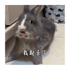 阿毛兔