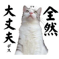 non_20250306123252