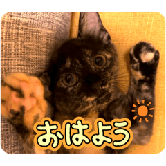 chihiro_20250306124854