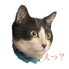 uchinonano