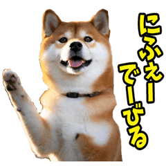 Okinawa dialect Shiba Inu