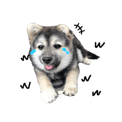 ry_20250306142928
