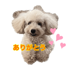 koto_20250306163010