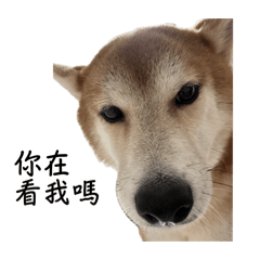 可愛狗勾們
