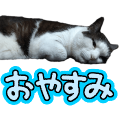 chie_20250306203959