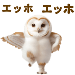 owl Dance