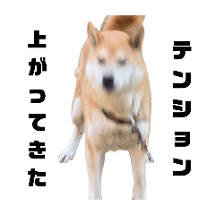 INUnoRiki