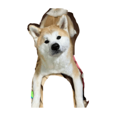 Rika_20250306213541