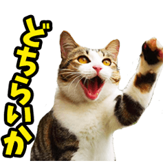 徳島阿波弁☆にゃんこ
